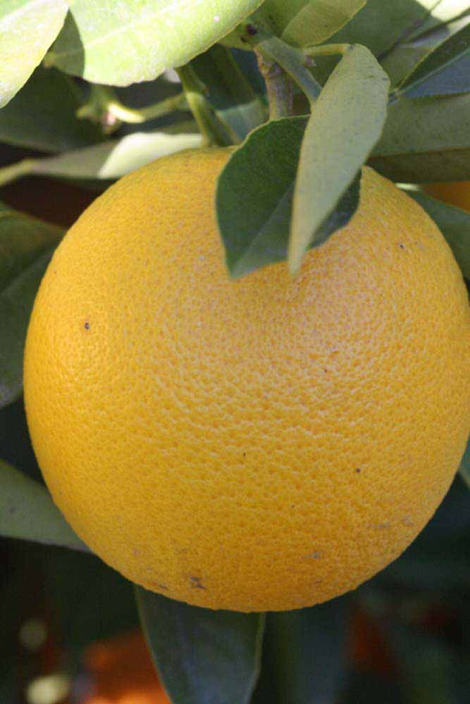              Fruit (Riverside, CA)       